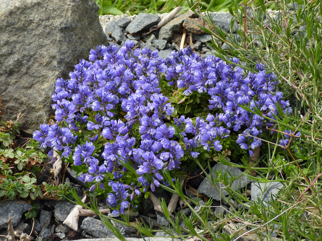 Polygala calcarea 'Lillet' photo